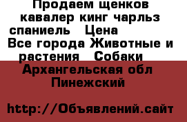 Продаем щенков кавалер кинг чарльз спаниель › Цена ­ 60 000 - Все города Животные и растения » Собаки   . Архангельская обл.,Пинежский 